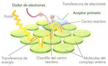 Transferencia de electrones y el concepto de "antena" fotosintética.