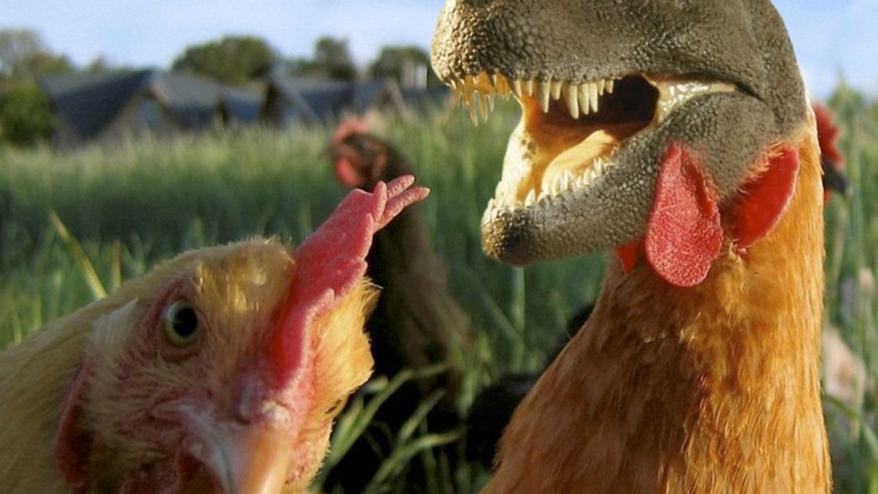 El dinosaurio que se volviÃ³ gallina - Revista C2