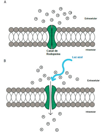 Fig. 1. El Canal de Rodopsina-2. A) el canal es sensible a la luz azul, en ausencia de luz el canal esta cerrado. B) Cuando el canal se ilumina, éste se abre dejando pasar iones positivos o cationes hacia el interior de la célula lo cual favorece la generación de impulsos nerviosos.