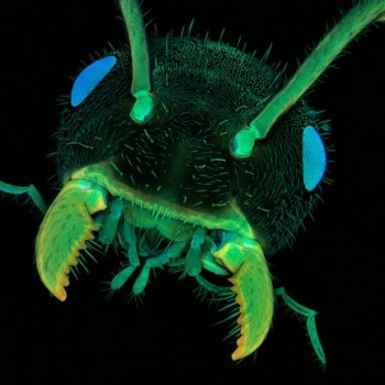 Cabeza de hormiga. Imagen cortesía del Dr. Jan Michels, Christian-Albrechts-Universität zu Kiel.