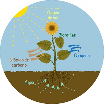 La fotosíntesis es un proceso que incluye la conversión de dióxido de carbono a glucosa.