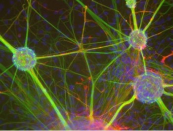 Neuronas generando el elaborado sistema de señalización