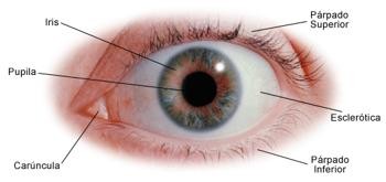 Esclera-Ocular