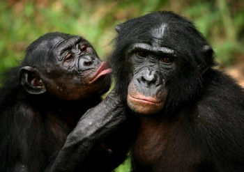 Lee también: Los bonobos, de Hiram Torres