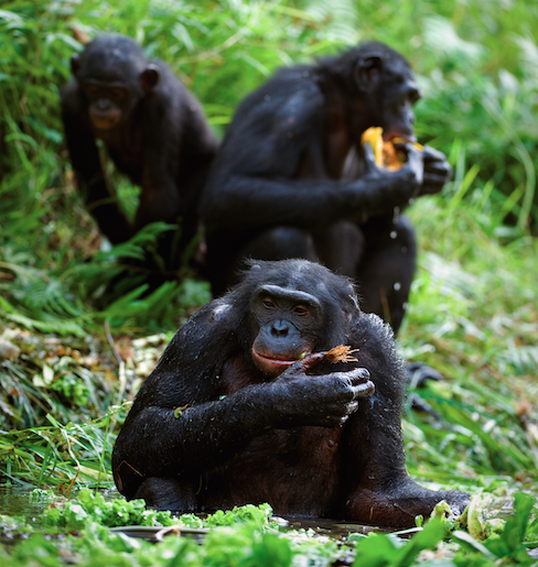 El bonobo es capaz de manifestar altruismo, compasión, empatía, amabilidad, paciencia y sensibilidad.