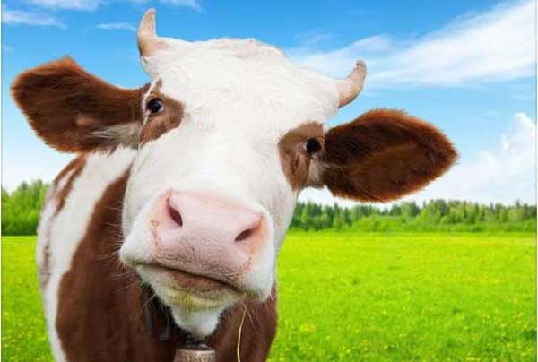 Resultado de imagen de vacas