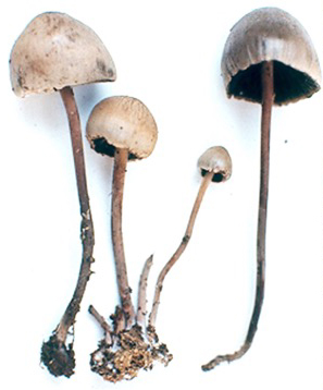 Fig. 2 Panaeolus sphinctrinus, hongo tóxico que mal se identificó como el “teonanácatl” de Sahagún.