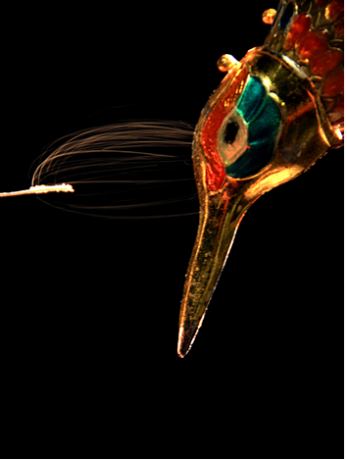 Figura 2. Fotografía de larga exposición que muestra la atracción electrostática de partículas no cargadas sobre la cabeza del modelo de colibrí cargado positivamente. Créditos Víctor Ortega. 