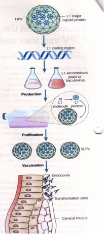 Figura 2. Representación esquemática de la producción y vacunación con partículas similares a virus (VLP) del virus del papiloma humano (VPH). La proteína de la cápside L1 puede plegarse y autoensamblarse en VLP cuando se expresa en células eucariotas. Las VLP ayudan a la protección contra el desarrollo del cáncer cervico-uterino, que puede darse mediante la producción de concentraciones altas de anticuerpos neutralizantes contra genotipos del VPH. La vacuna previene contra la infección del virus en la zona de transformación en los epitelios del cérvix. Imagen de Schiller T 2004.