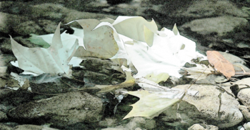 Fotografía, hojas muertas (2002)