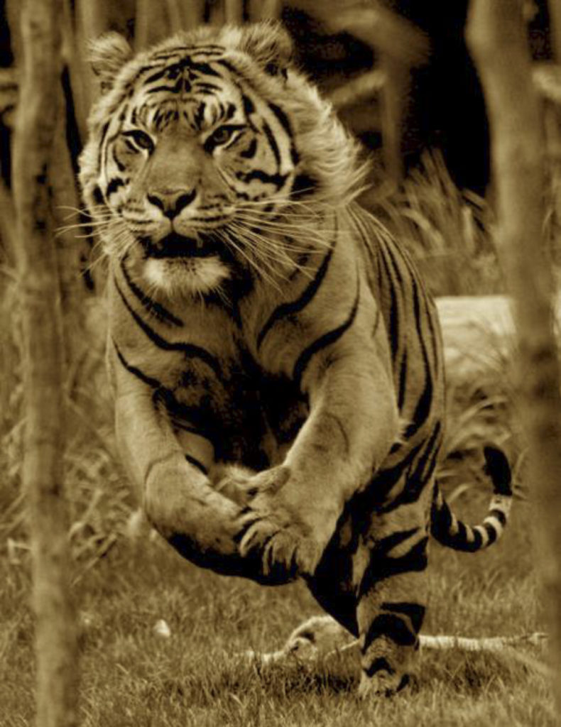 tigre lluvia