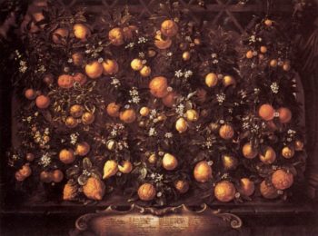 Bartolomeo Bimbi, Bartolomeo Bimbi, Melangoli, limoni e limette, 1715. Olio su tela. Villa medicea di Poggio a Caiano – MIBAC. Source Wikipedia
