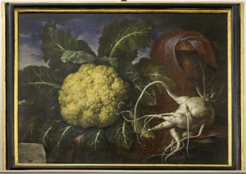Bartolomeo Bimbi, Cavolfiore e ramolaccio, 1706. Olio su tela. Sezione di Botanica del Museo di Scienze Naturali (MSN) dell’Università di Firenze. Fonte MSN 