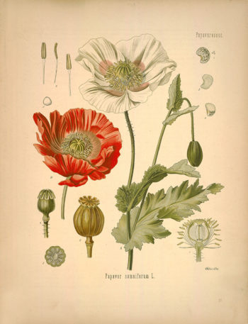 Fotografía 1.- Ilustración del Köhler´s Medizinal-Pflanzen (KÖHLER, 1887: lám. 37) en la que aparecen representados flores (A, B) y frutos (4, 5, 6) de adormidera. Fuente: http://www.botanicus.org/page/303636.