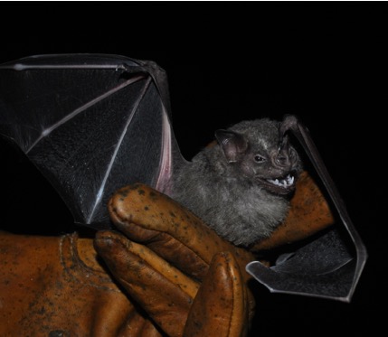 Foto 1. El murciélago frutero (Artibeus jamicensis) es muy común en las selvas tropicales de América. Dispersa muchas semillas contribuyendo a la regeneración de la selva