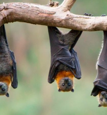 murcielagos