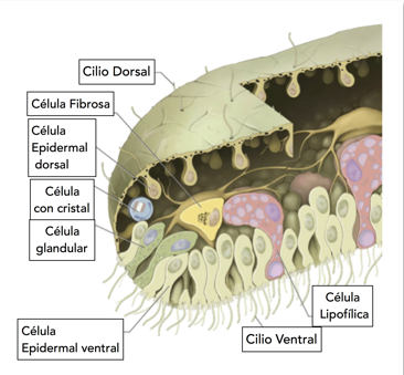 Fig.2 Seis tipos de Células