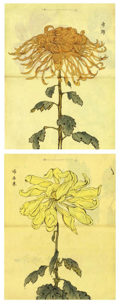 Imagen 3.- Dos de las escasas ilustraciones a doble página del Keika Hyakugiku. Fuente: Colección Digital Politécnica (http://cdp.upm.es/R/?object_id=456895&func=dbin-jump-full). Al igual que el resto de las imágenes recogidas en la obra de Hasegawa, estas están impresas en papel washi de color crema y aparecen acompañadas de los nombres japoneses de las variedades de crisantemos que representan.