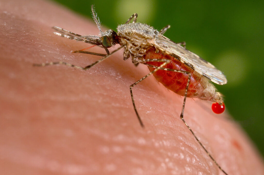 Los insectos, el calor y el futuro del planeta - Revista C2